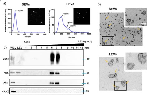 Validation of cancer cell-derived EV isolation and characterization. a ...