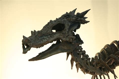 Dracorex in 2022 | Paleontology, All dinosaurs, Fossils