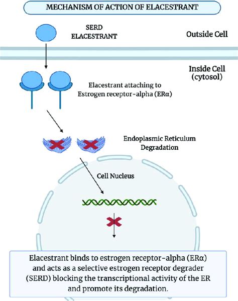 Mechanism of action of elacestrant. | Download Scientific Diagram