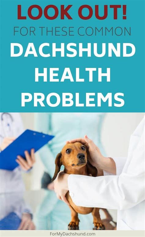 12 of the Most Common Health Issues in Dachshunds - For My Dachshund