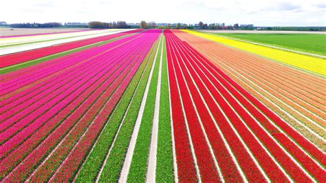 Tulip Fields in the Netherlands - When & Where (2023)