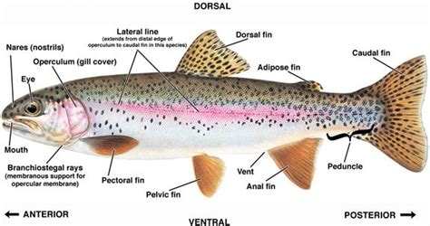 Guide to Finfish Lesions | Oncorhynchus mykiss