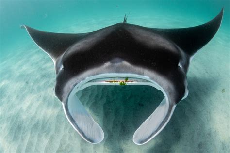 Manta ray nursery discovered along southeast Florida coast