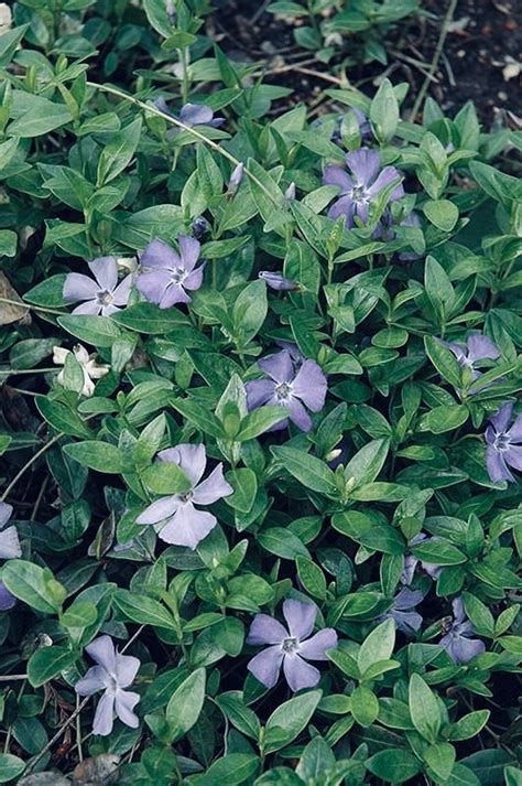 100 Vinca Minor Vine Periwinkle Creeping Myrtle Ground Cover Bare Root ...