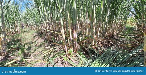 Sugarcane farming stock image. Image of soil, tree, growing - 301677427