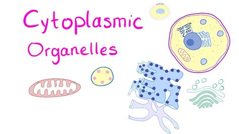 Cytoplasmic Organelles - YouTube