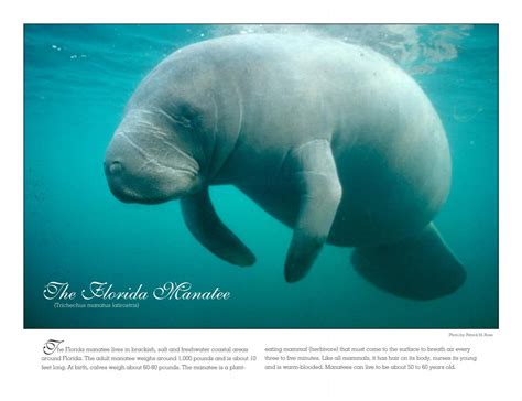 Manatee Anatomy - Save the Manatee Club