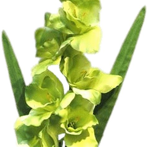 Gladiolus PNG Photo | PNG All