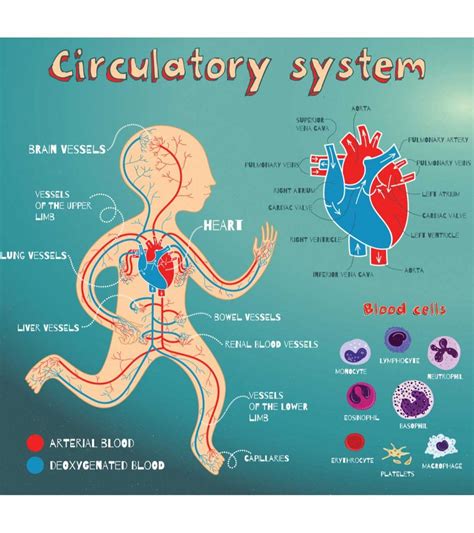 Heart & Circulatory System Diagram, Parts & Function, For Kids