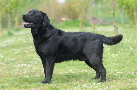 Black Retriever