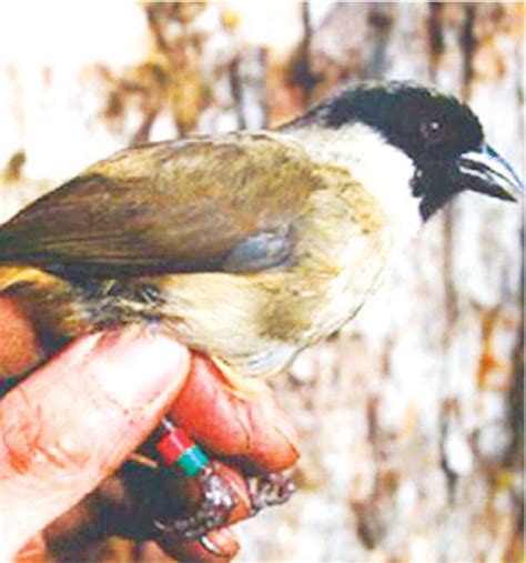 Forest bird species dwindling in Maui Nui after several go extinct ...