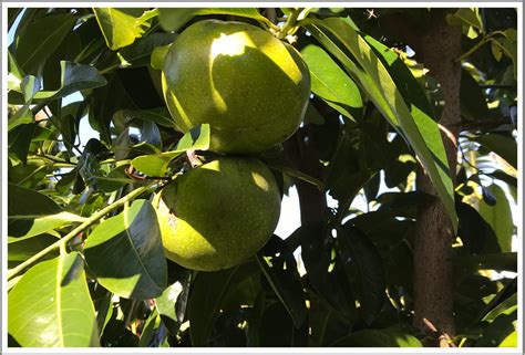 Black Sapote - LENNOX COMMUNITY GARDENS