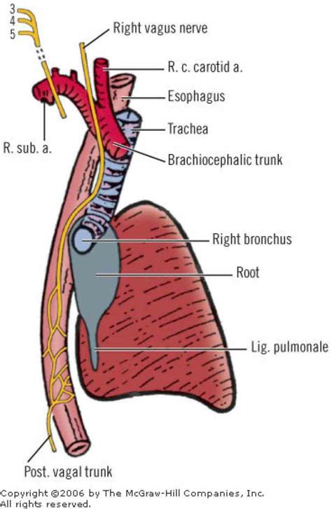 [DIAGRAM] Labeled Diagram Of The Esophagus - MYDIAGRAM.ONLINE