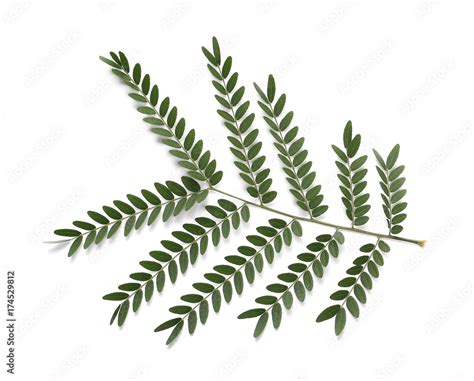 Acacia leaves with branch isolated on white background, top view Stock ...