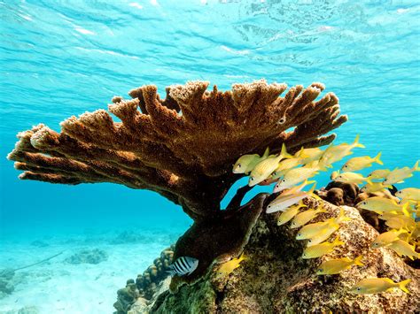 Snorkeling In Curacao: The 10 Best Spots To Snorkel | Sandals