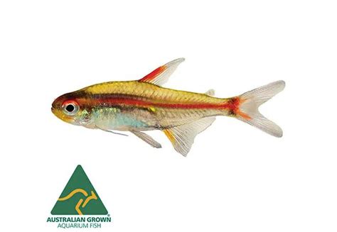 Glowlight Tetra 3cm | The Online Aquarium Shop