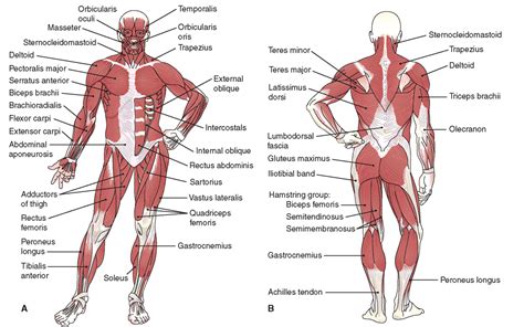 Muscular System - Catherine Dela Cruz