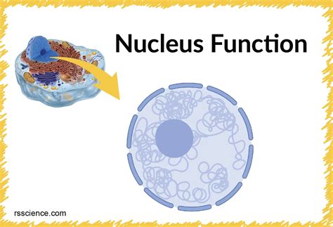 Cell Nucleus - function, structure, and under a microscope - Rs' Science