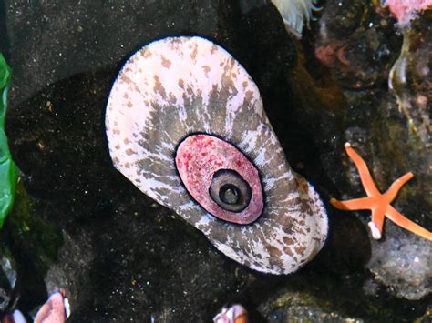 The Online Zoo - Unidentified Limpet