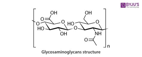 Glycosaminoglycans - Definition, Structure, Function, Applications ...