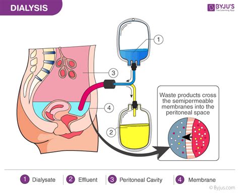 Human Excretory System - Everything You Need to Know