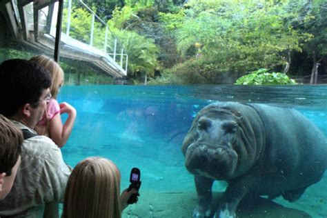 San Diego Zoo: San Diego Attractions Review - 10Best Experts and ...