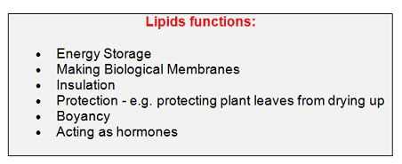 #11. Lipids - Triglycerides and Phospholipids. | Biology Notes for A level