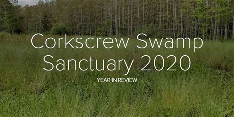 Corkscrew Swamp Sanctuary 2020 Year in Review | Audubon Corkscrew Swamp ...