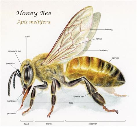 Body parts of a bee. The worker bee.