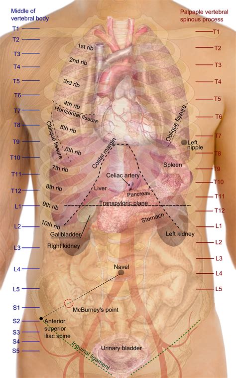 File:Surface projections of the organs of the trunk.png - Wikipedia