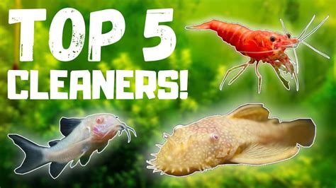 Top 5 BEST Fish Tank Cleaners! - YouTube