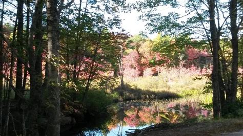 Autumn Trees at Hidden Valley Nature Center | Boothbay Register