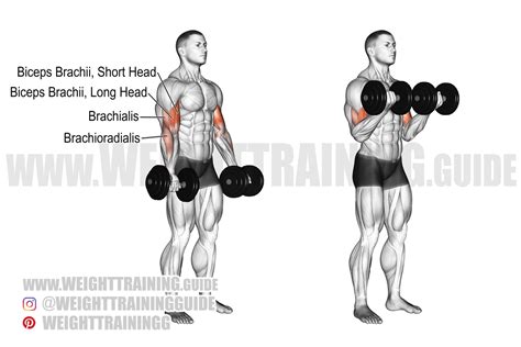 Two-arm supinated dumbbell curl