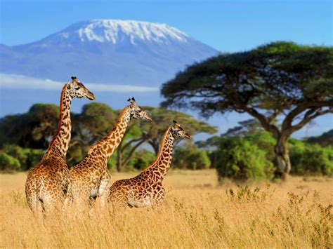 Qué ver y hacer en Tanzania: los 7 imprescindibles - Exoticca