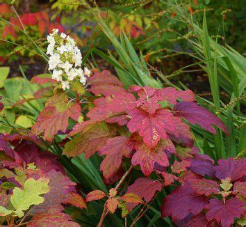 Hydrangea quercifolia in fall color. | Hydrangea quercifolia, Plants ...