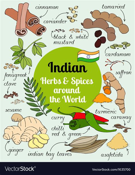 Indian herbs and spices Royalty Free Vector Image