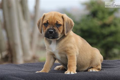 Puggle Puppies For Adoption - Puppyfinder.com: Puggle dogs for adoption ...