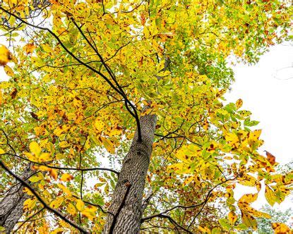 Pecan tree care and growing guide: expert tips for success | Gardeningetc