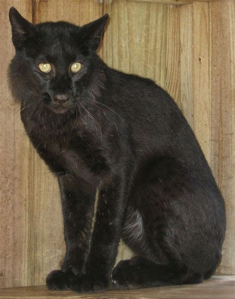 Melanistic Bobcat | Melanistic, Melanistic animals, Wild cats