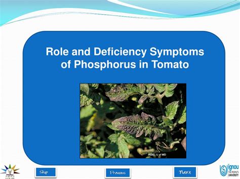 PPT - Role and Deficiency Symptoms of Phosphorus in Tomato PowerPoint ...