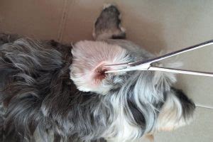 Dog Ear Plucking: Is It Necessary Or Harmful?