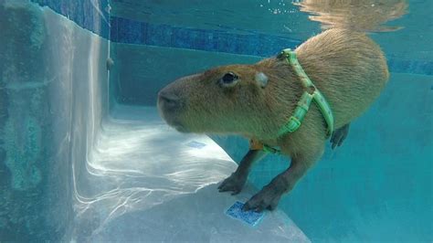 Capybara in the pool | Capybara, Fish pet, Animals