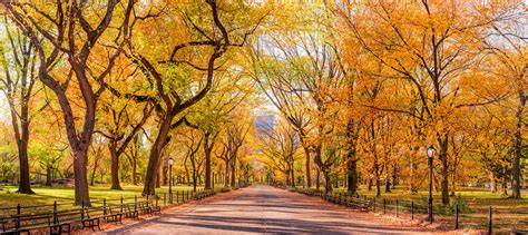 Central Park Fall Foliage 2024 - Eadith Kynthia