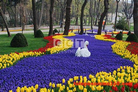 Tulip Festival | CCT Investments