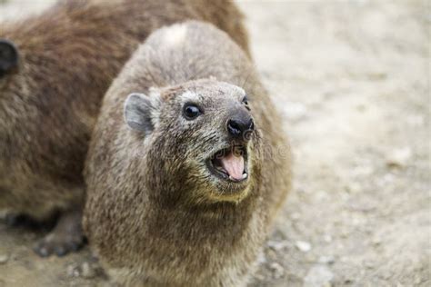 A Rock Hyrax in Hellâ€™s Gate National Park in Kenya Stock Photo ...