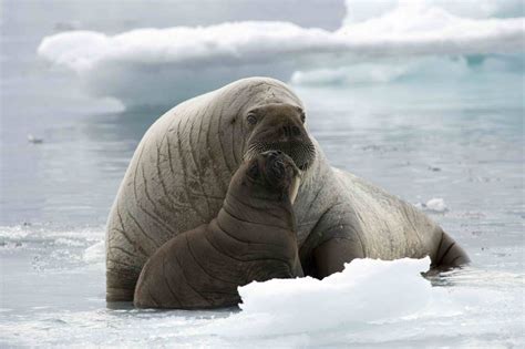 Top 8 Facts About Walruses