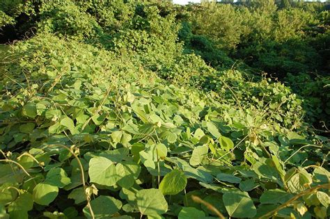 Kudzu, an Invasive Weed with Hidden Virtues - Eat The Planet