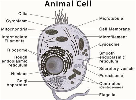 Animal Cell Diagram - CBSE Class Notes Online - Classnotes123