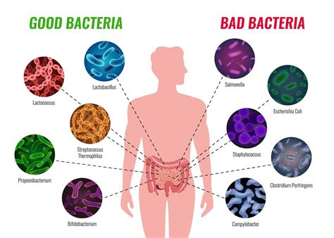 Should Men Take Probiotics? 6 Male Health Benefits of Probiotics ...