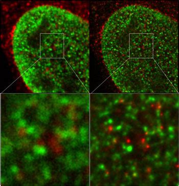 Active Motif » STED Microscopy Products